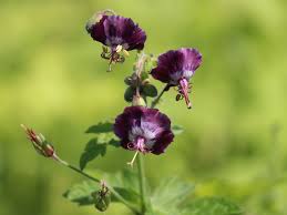 Image result for Storchschnäbel