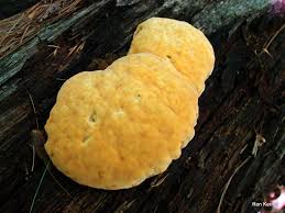 Attēlu rezultāti vaicājumam “Hapalopilus croceus”