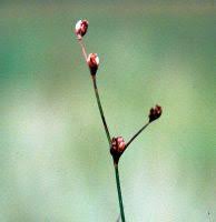 Attēlu rezultāti vaicājumam “Juncus bulbosus leaf”