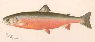 Image result for Salvelinus alpinus