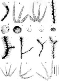 Attēlu rezultāti vaicājumam “Blepharostoma trichophyllum”