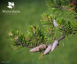 Attēlu rezultāti vaicājumam “Pinus banksiana”