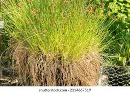 Attēlu rezultāti vaicājumam “Carex appropinquata”