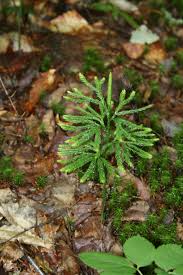 Attēlu rezultāti vaicājumam “Physarum obscurum spores”