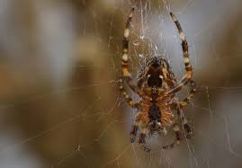 Attēlu rezultāti vaicājumam “Araneus diadematus juvenile”