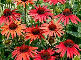 Image result for roter Sonnenhut