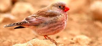 Image result for Bucanetes githagineus