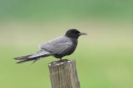 Attēlu rezultāti vaicājumam “Chlidonias niger”