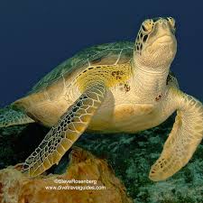 Image result for Chelonia mydas