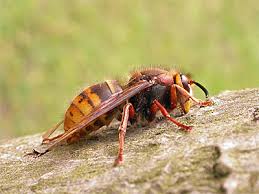 Attēlu rezultāti vaicājumam “Dolichovespula media”