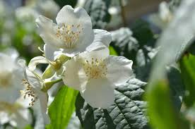 Attēlu rezultāti vaicājumam “Philadelphus lemoinei flower”