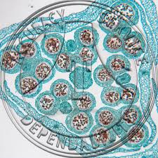 Attēlu rezultāti vaicājumam “Allium cepa bud”