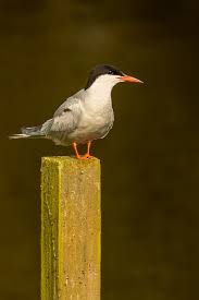 Attēlu rezultāti vaicājumam “Sterna hirundo”