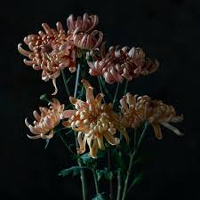 Image result for Chrysanthemum sebatense
