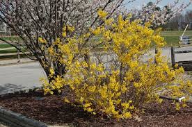 Attēlu rezultāti vaicājumam “Forsythia intermedia”