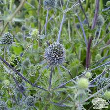 Attēlu rezultāti vaicājumam “Eryngium planum fruit”