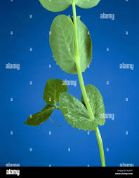 Attēlu rezultāti vaicājumam “Pisum sativum leaf”