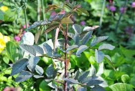 Attēlu rezultāti vaicājumam “Rosa glauca leaf”