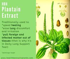 Attēlu rezultāti vaicājumam “Plantago major leaf”