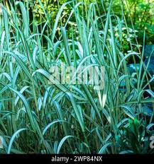 Attēlu rezultāti vaicājumam “Phalaroides arundinacea leaf”