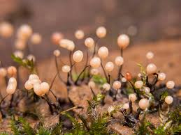 Attēlu rezultāti vaicājumam “Comatricha alta macro”