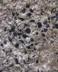 Attēlu rezultāti vaicājumam “Arthonia spadicea”