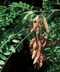 Attēlu rezultāti vaicājumam “Robinia pseudoacacia leaf”