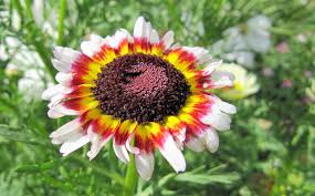 Image result for Chrysanthemum ptarmiciflorum