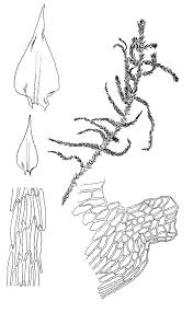 Attēlu rezultāti vaicājumam “Rhytidiadelphus triquetrus”