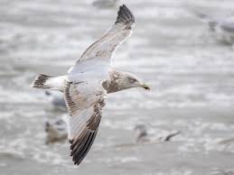 Attēlu rezultāti vaicājumam “Larus argentatus”