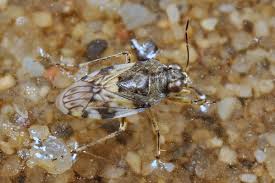 Attēlu rezultāti vaicājumam “Saldula saltatoria”