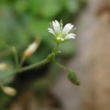 Attēlu rezultāti vaicājumam “Cerastium holosteoides fruit”