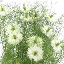 Image result for Nigella damascena