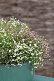 Attēlu rezultāti vaicājumam “Gypsophila muralis fruit”