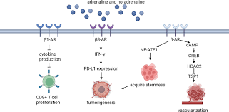 Image result for Calne Alpha 4