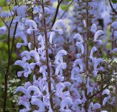 Image result for Salvia pratensis
