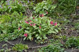 Attēlu rezultāti vaicājumam “Pulmonaria angustifolia leaf”