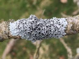 Attēlu rezultāti vaicājumam “Physcia aipolia”