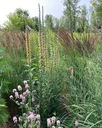 Image result for Digitalis ferruginea