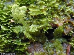 Attēlu rezultāti vaicājumam “Ptilidium pulcherrimum”