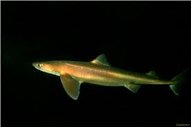 Image result for Squalus acanthias