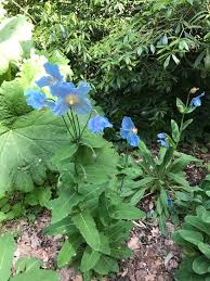 Image result for Meconopsis betonicifolia