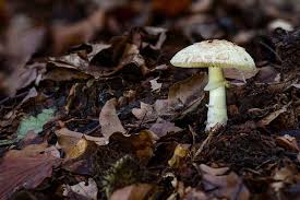 Attēlu rezultāti vaicājumam “Amanita citrina”
