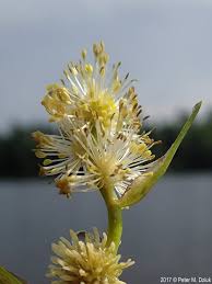Attēlu rezultāti vaicājumam “Sparganium minimum leaf”