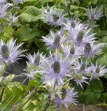 Image result for Alpendistel