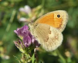 Attēlu rezultāti vaicājumam “Coenonympha pamphilus underside”