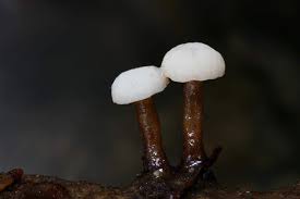 Attēlu rezultāti vaicājumam “Cudoniella clavus”