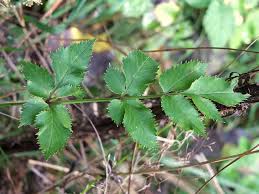 Attēlu rezultāti vaicājumam “Angelica sylvestris leaf”