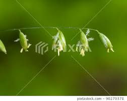 Attēlu rezultāti vaicājumam “Melica nutans flower”