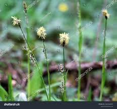 Attēlu rezultāti vaicājumam “Carex pilosa”